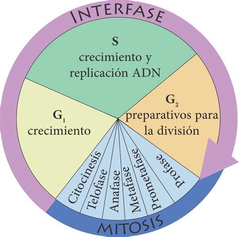 etapas del ciclo celular